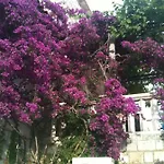 Hansal * Saplunara