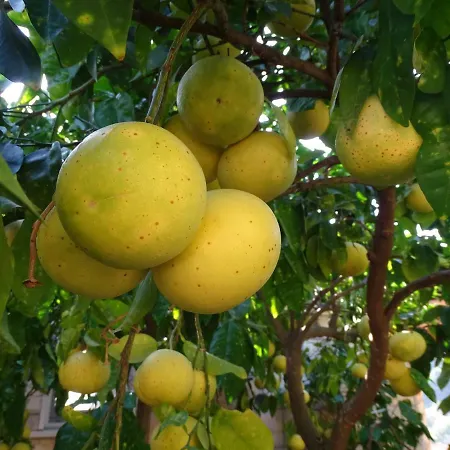 Hansal Διαμέρισμα