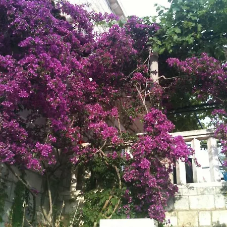 Hansal * Saplunara